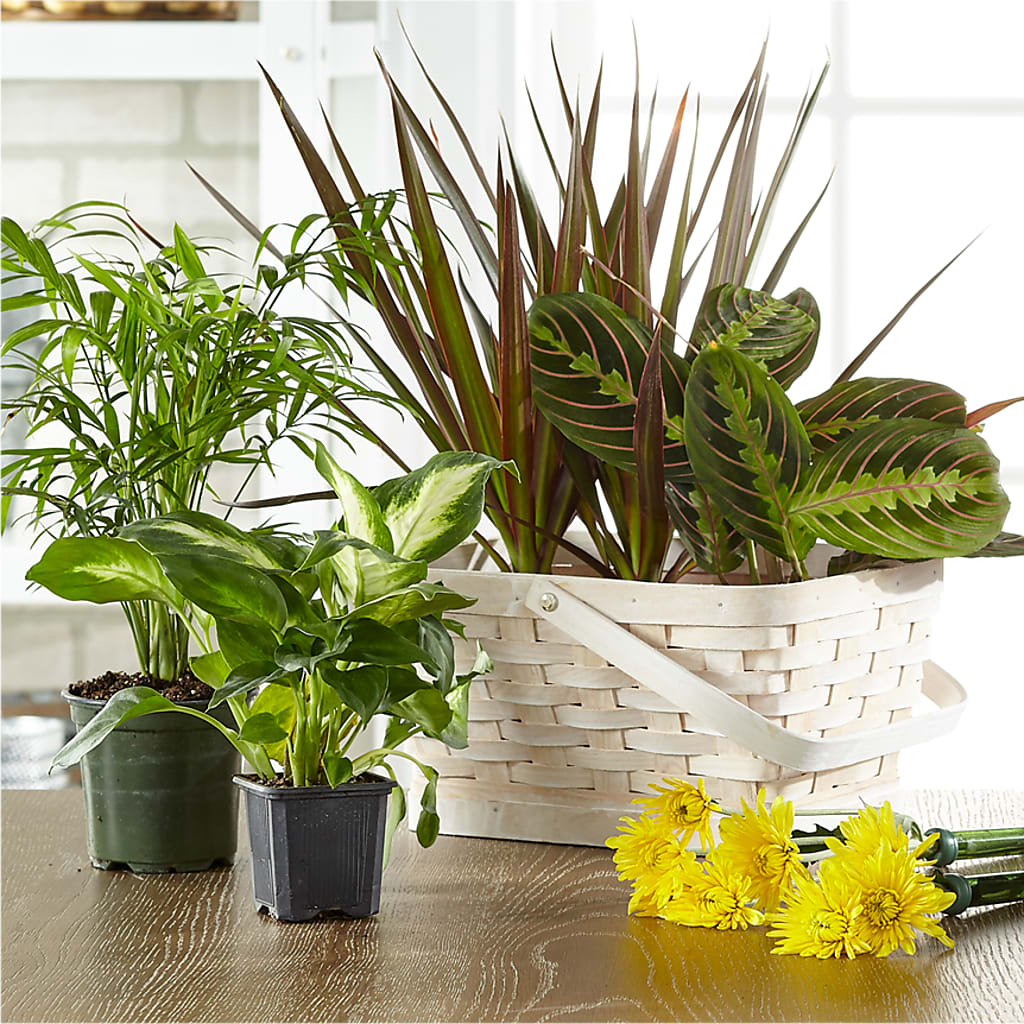 Florist Designed Blooming and Green Plants in a Basket – SKIPS FLORIST & GIFTS, Toms River NJ