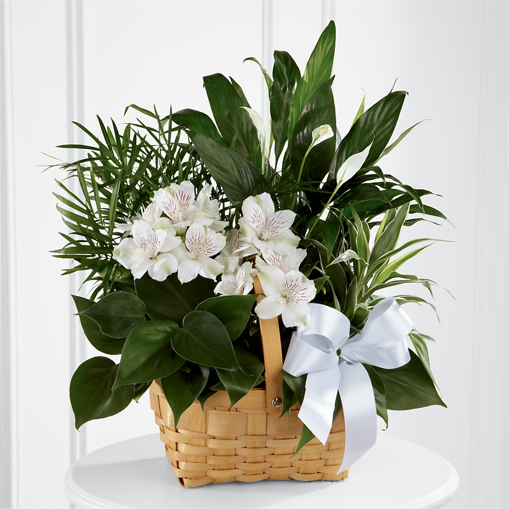 Peace & Serenity Dishgarden – SKIPS FLORIST & GIFTS, Toms River NJ