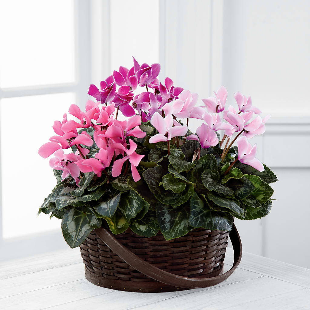 Mixed Cyclamen Planter – SKIPS FLORIST & GIFTS, Toms River NJ