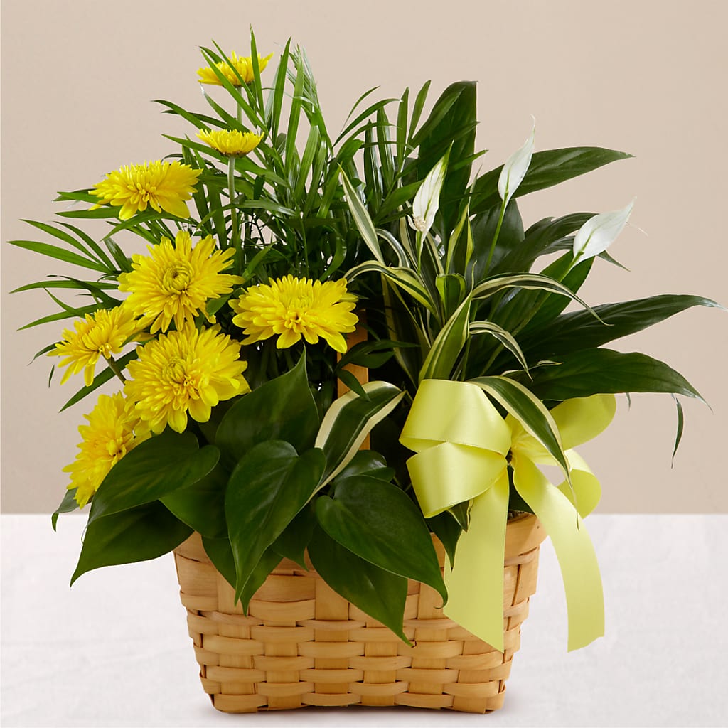 Loving Light Dishgarden – SKIPS FLORIST & GIFTS, Toms River NJ