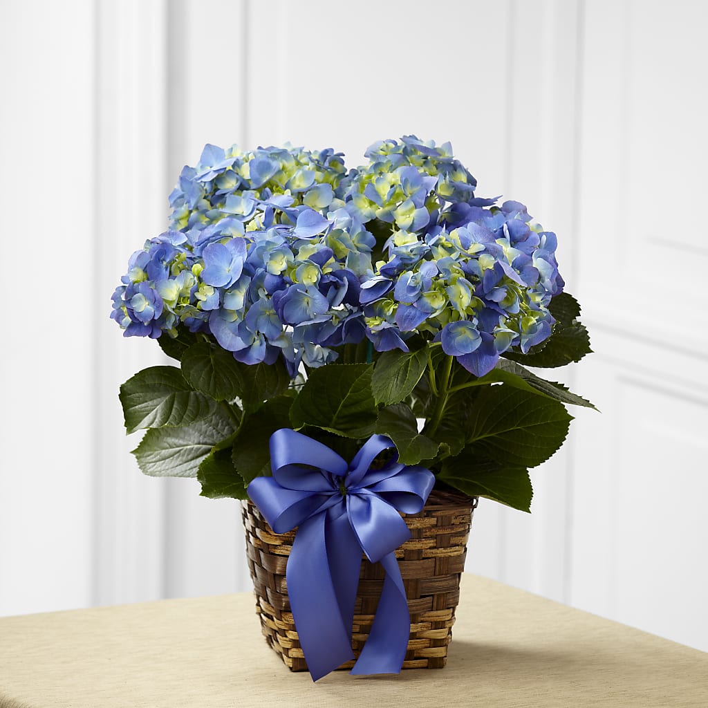 Blue Hydrangea Planter – SKIPS FLORIST & GIFTS, Toms River NJ