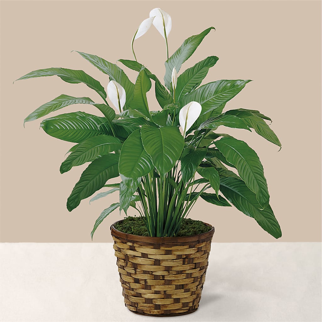 Tranquil Moments Peace Lily Plant – SKIPS FLORIST & GIFTS, Toms River NJ
