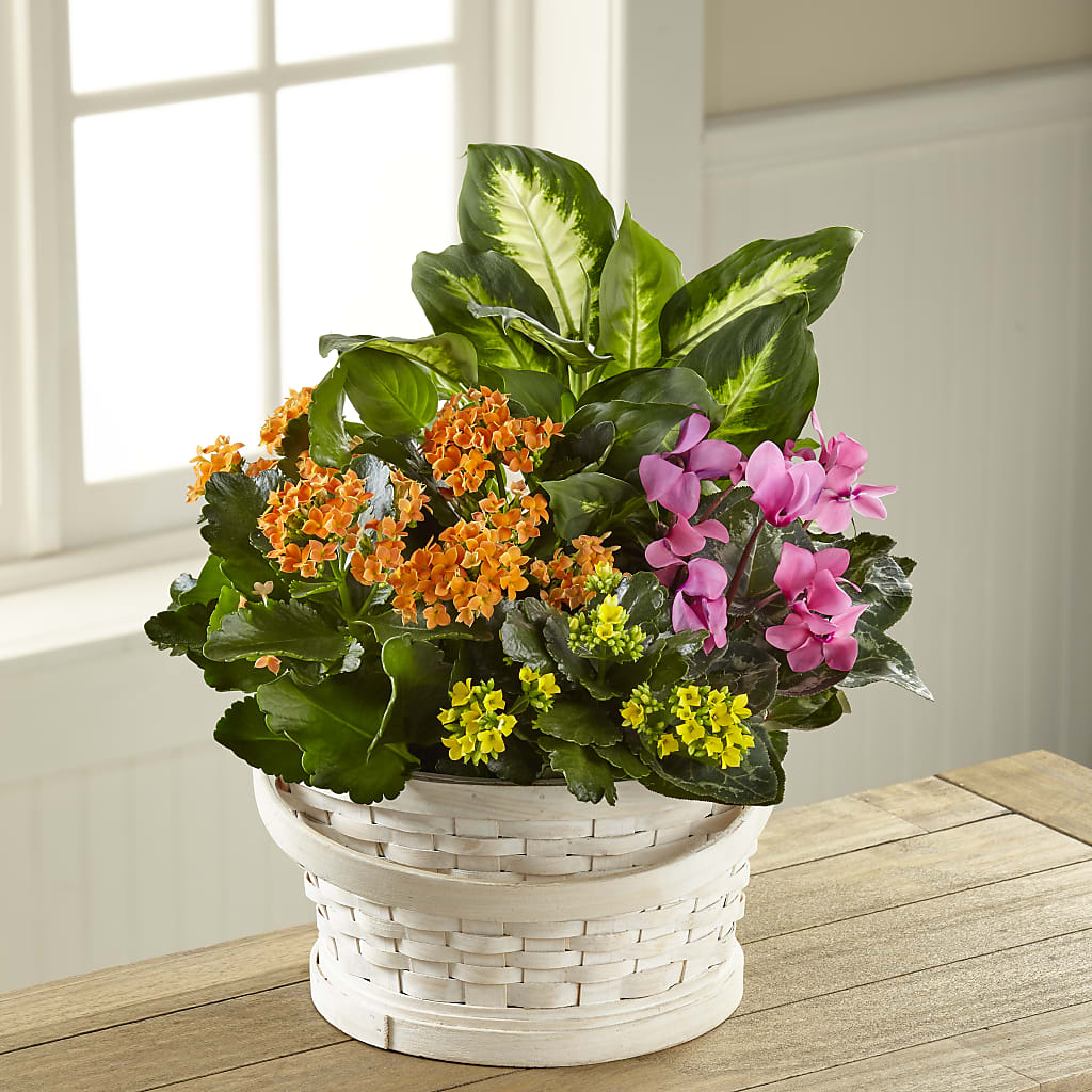 Color Crush Dishgarden – SKIPS FLORIST & GIFTS, Toms River NJ