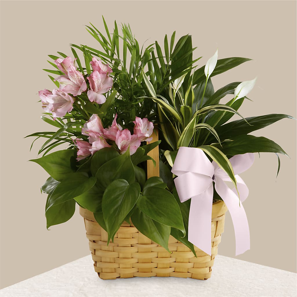 Living Spirit Dishgarden – SKIPS FLORIST & GIFTS, Toms River NJ
