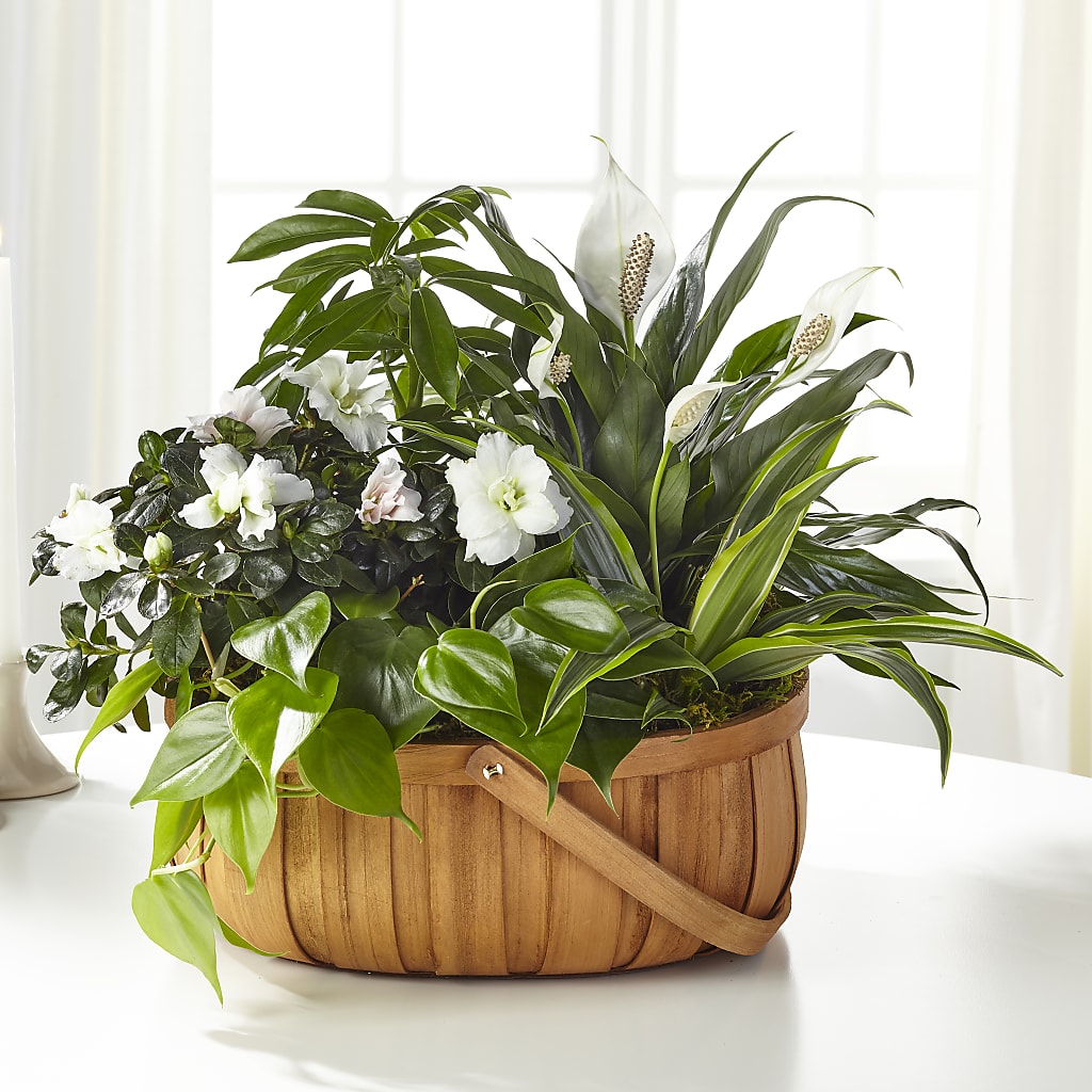 Serene Dishgarden – SKIPS FLORIST & GIFTS, Toms River NJ
