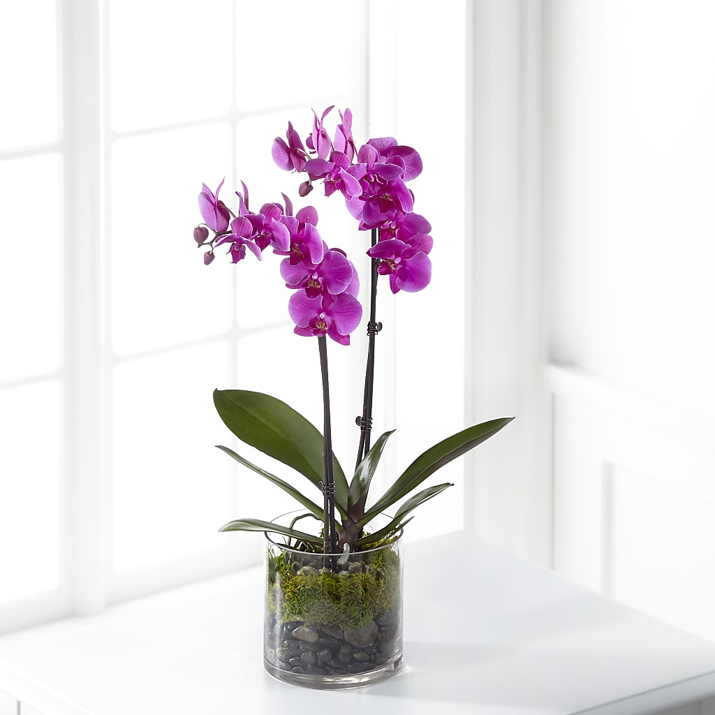 Pink Orchid Plant – SKIPS FLORIST & GIFTS, Toms River NJ