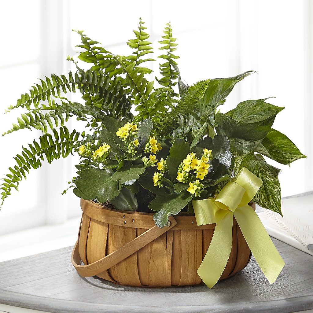 Always Dear Dishgarden – SKIPS FLORIST & GIFTS, Toms River NJ