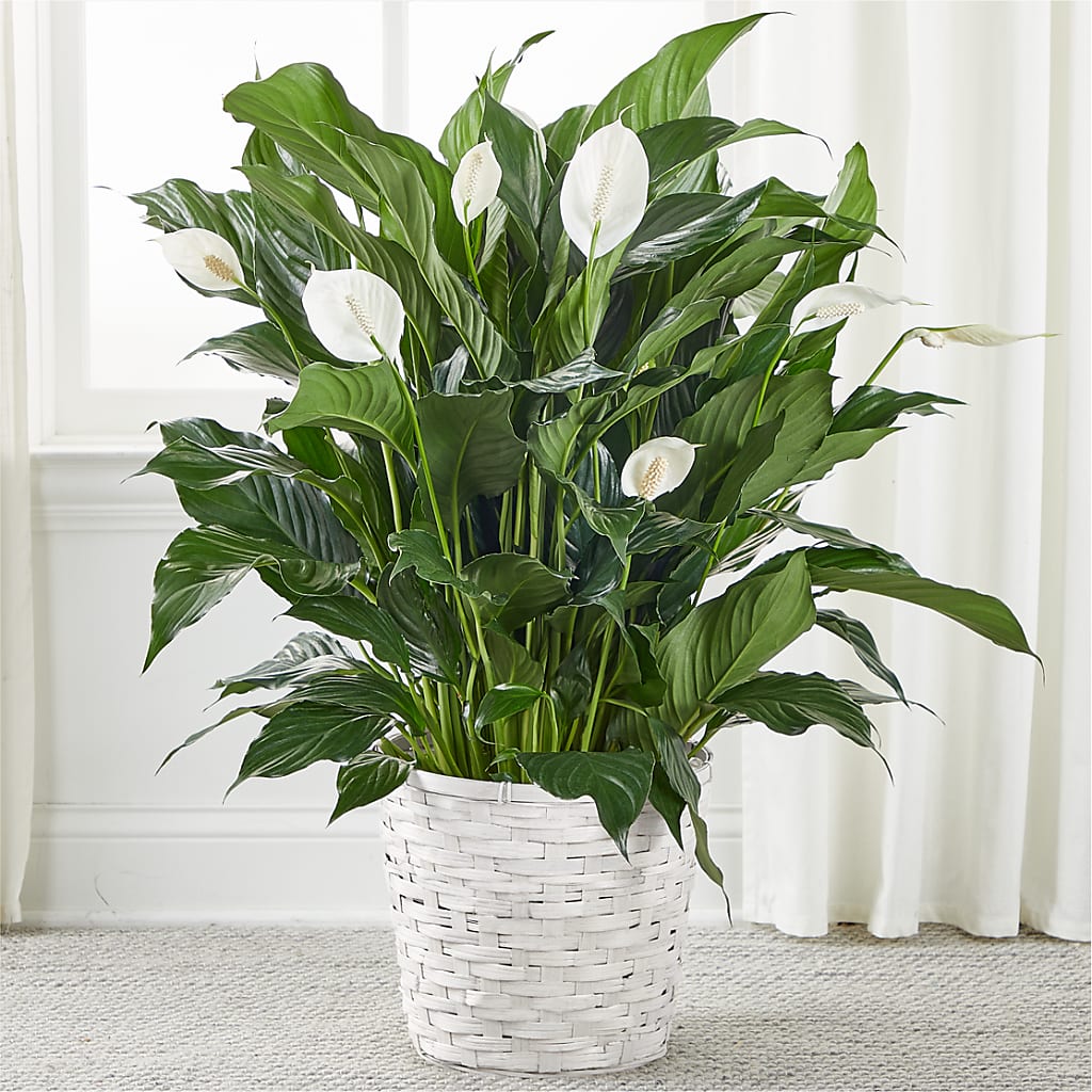A New Leaf Peace Lily – SKIPS FLORIST & GIFTS, Toms River NJ