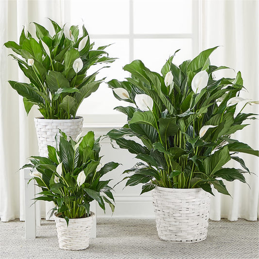 A New Leaf Peace Lily – SKIPS FLORIST & GIFTS, Toms River NJ