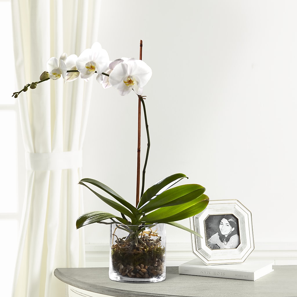 White Orchid Planter – SKIPS FLORIST & GIFTS, Toms River NJ