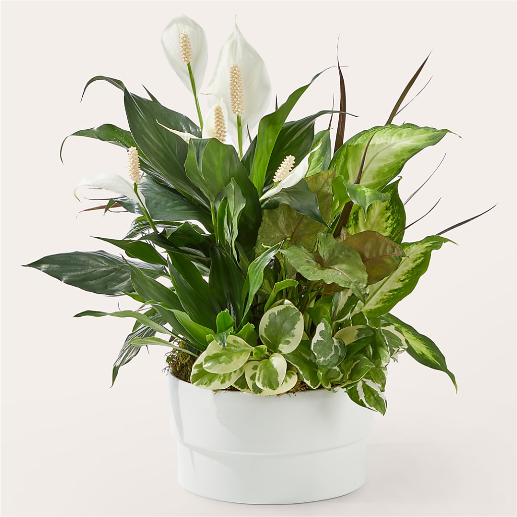 Radiating Positivity Dishgarden – SKIPS FLORIST & GIFTS, Toms River NJ