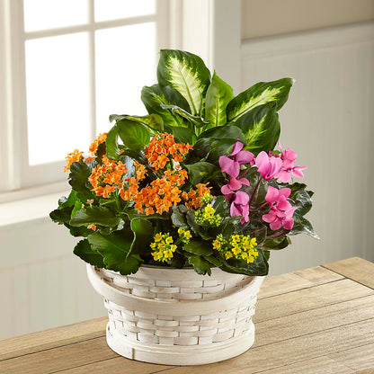 Color Crush Dishgarden – SKIPS FLORIST & GIFTS, Toms River NJ
