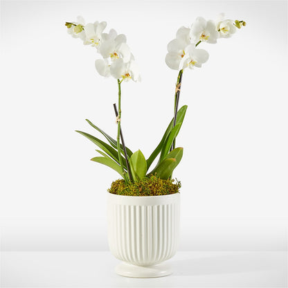 Whispering White Orchid – SKIPS FLORIST & GIFTS, Toms River NJ