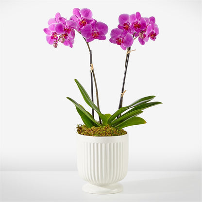 Friendly Fuchsia Orchid – SKIPS FLORIST & GIFTS, Toms River NJ