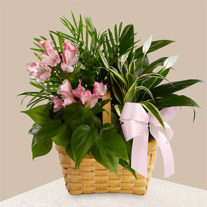 Living Spirit Dishgarden – SKIPS FLORIST & GIFTS, Toms River NJ