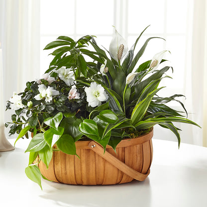 Serene Dishgarden – SKIPS FLORIST & GIFTS, Toms River NJ