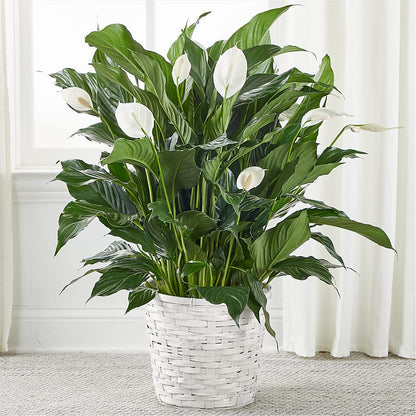 A New Leaf Peace Lily – SKIPS FLORIST & GIFTS, Toms River NJ