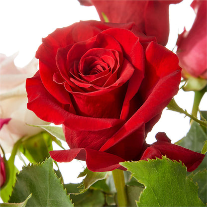 Love Notes Rose Bouquet – SKIPS FLORIST & GIFTS, Toms River NJ